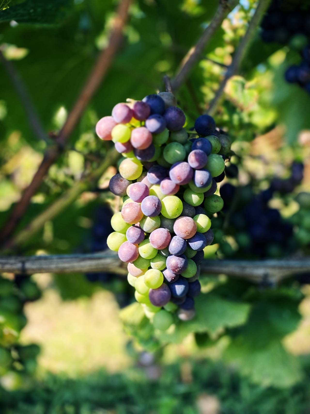 Die Farben des Sommers - Veraison