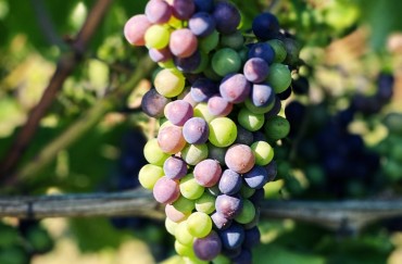 Die Farben des Sommers - Veraison